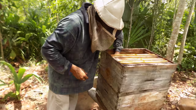 Se necesita prestar atención a las colmenas y así buscar diferentes formas para combatir las plagas
