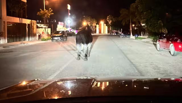 El toro se encontraba paseando por las calles como un día normal en la parcela