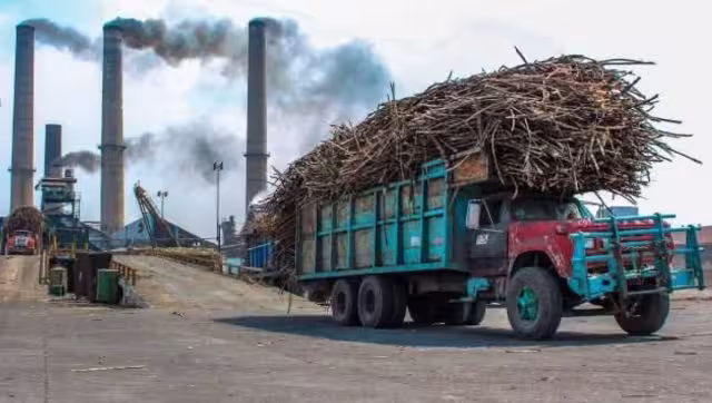 Importación de endulzante de maíz afecta a cañeros de Quintana Roo; más de 3 mil familias se ven afectadas