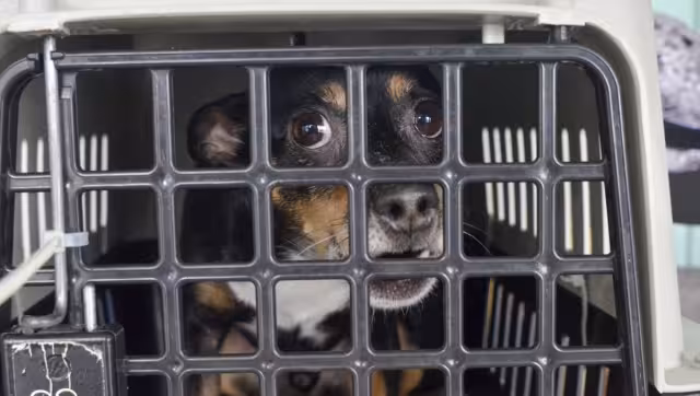 Los canes de varias razas y tamaños volaron con sus humanos de regreso a la Ciudad de México, luego de tres meses de estar en Quintana Roo