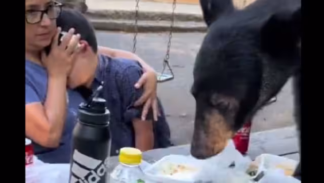 La mamá protegió a su hijo, mientras el oso se comía la comida