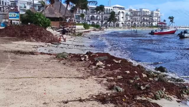 Las barreras antisargazo se deben instalar en marzo.