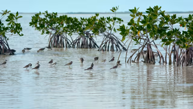 La zona cuenta con amplias franjas de humedales donde habita una gran diversidad de fauna, como cocodrilos, iguanas espinosas rayadas y otras especies