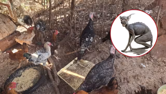 El terror vuelve al barrio: animales destripados y vecinos en pánico