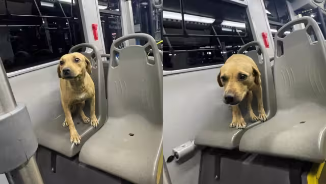 La lomita se trasladó cómodamente en el Va y Ven