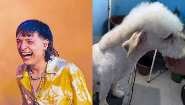 El video del Perro Pluma se ha hecho viral en redes sociales