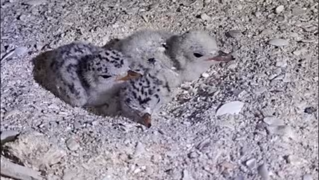 Habitantes denuncian arrancones y basura en playas de anidación de varias especies costeras