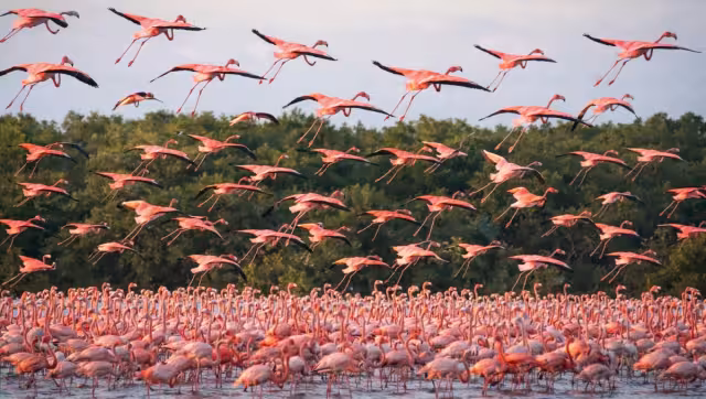 En el litoral yucateco existen dos principales zonas de concentración de flamencos
