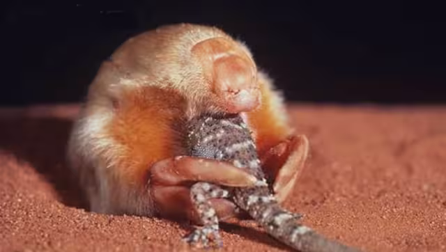 El topo fue visto por última vez en 1936