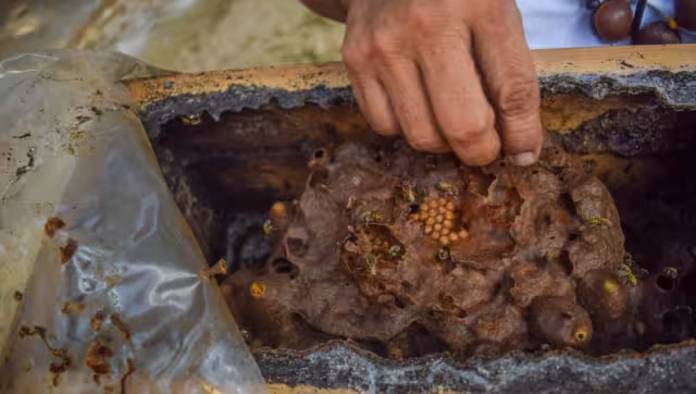 Los apicultores revelaron que en la Península no sólo se enfrentan a la sequía por el calentamiento global, sino también a los plaguicidas y la agroindustria