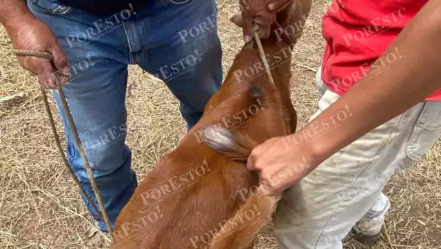 Caninos, bovinos y equinos, entre los más afectados