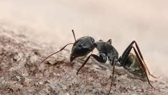 Antiguas creencias mayas aseguran que la presencia de estos bichos se relaciona al clima