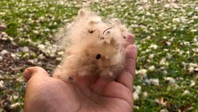 De la ceiba surgen bolas de algodón que flotan en el aire en Yucatán