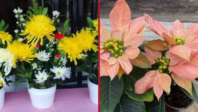 Arreglos florales y nochebuenas marcan la temporada en Sabancuy