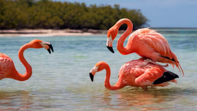El flamenco del caribe suele "robar" parejas