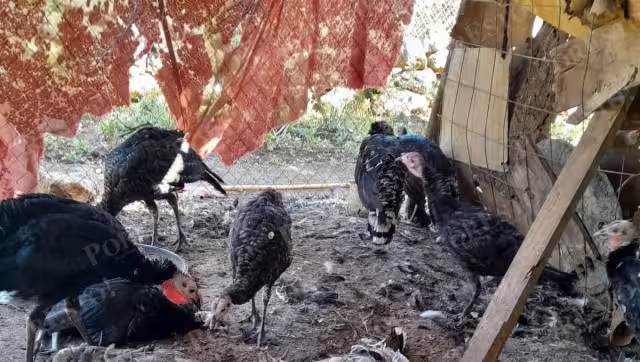 Diez pavos aparecen muertos tras presunto ataque nocturno en Tenabo