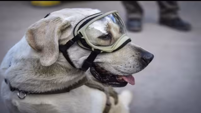 Frida lleva una rutina tranquila que le permite descansar luego de sus años operativos en la Secretaría de Marina-Armada de México