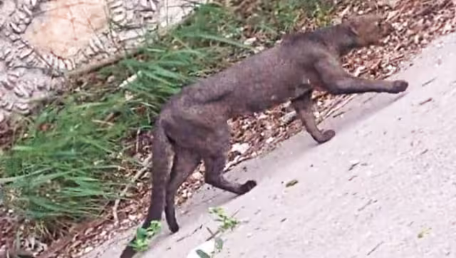 El jaguarundi habría devorado a una gallina en el patio de una casa en Cholul