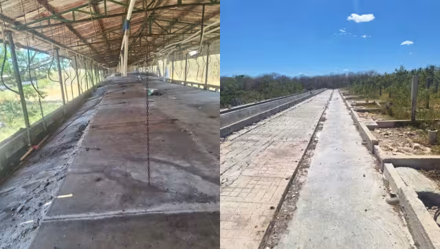 Profepa confirma cierre total de la granja porcícola de Santa María Chi