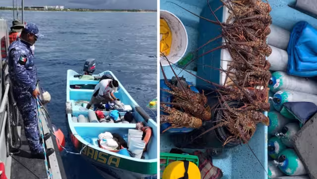 Lo asegurado fue puesto a disposición de la Conanp en Tulum
