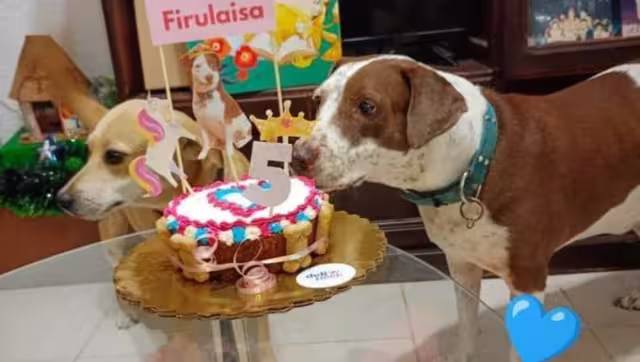 Igualmente, la altruista invitó a la ciudadanía a siempre adoptar en vez de comprar