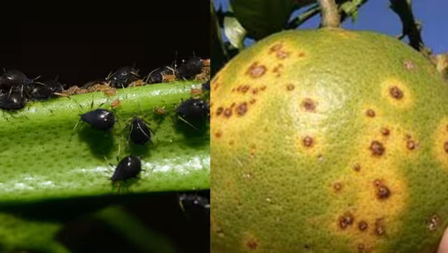 Solicitan a Sanidad Vegetal y a la caseta fitosanitaria en Dziuché que eviten la propagación de esta especie invasora