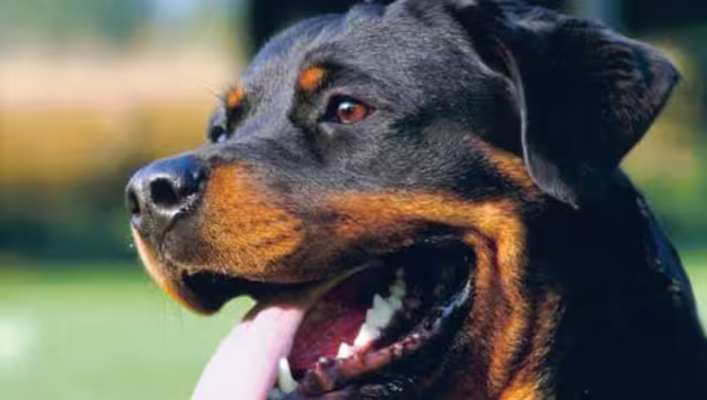 El perro corre el riesgo de perder la vista