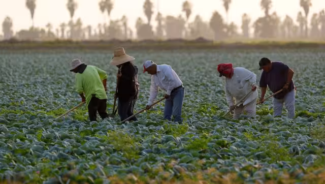Pese al recorte salarial, el gobierno estadounidense proyecta un incremento en la contratación de trabajadores agrícolas temporales