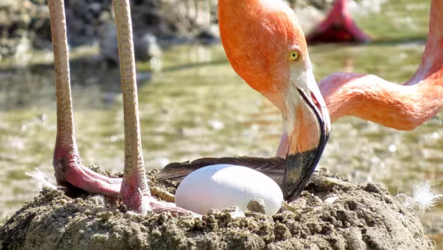 Es el primer hallazgo de un resto fósil de este tipo