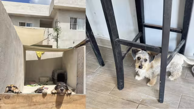 Rescatistas confían en crecer y ayudar a más “lomitos