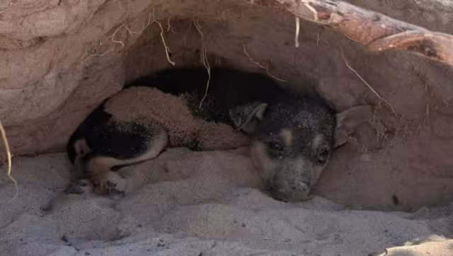 La organización Huellitas presentará un oficio para pedir la creación del Departamento de Protección Animal