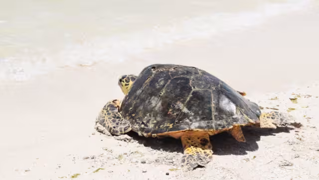 Los especialistas que se sumaron a las operaciones que se realizaron para salvar la vida del quelonio