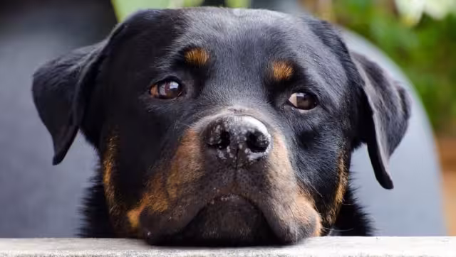 El dueño de Baloo indicó que sólo confiaría la vida de su acompañante al veterinario yucateco