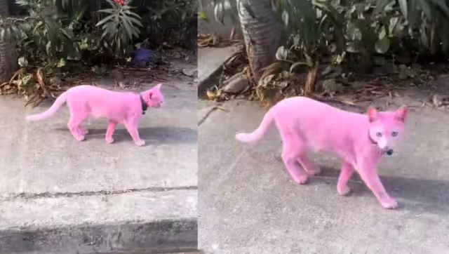 La pantera rosa de las redes sociales. Foto: Especial
