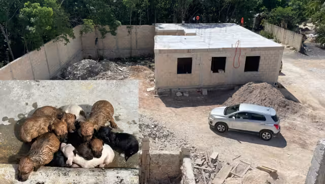 Desde el 2000 los activistas implementan campañas de esterilización con donaciones.