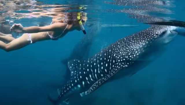 El avistamiento y nado con tiburón ballena tendrá una capacidad de carga diaria de hasta mil 200 personas al día