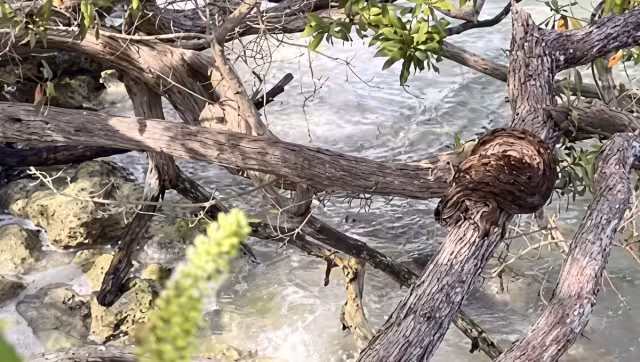 Avistamiento de boa constrictor en el Boulevard Bahía de Chetumal.