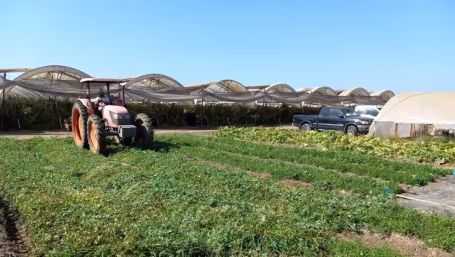 El dueño de la granja interpuso la denuncia ante la FGE