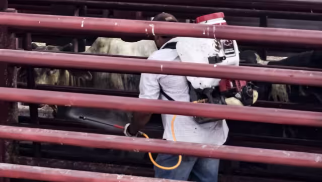 Las autoridades subrayaron que el gusano barrenador es curable y que no se requiere sacrificar animales ni establecer cuarentenas