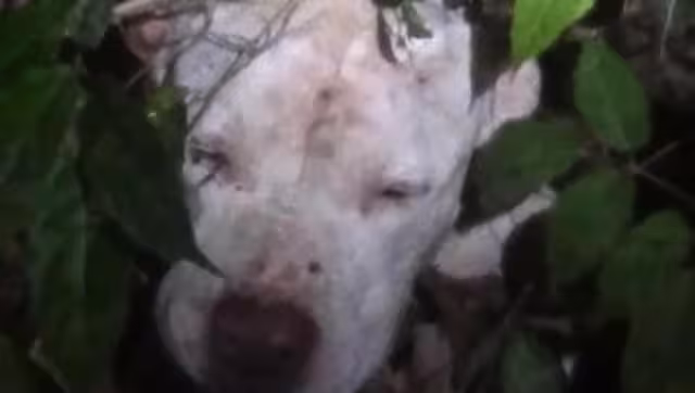 Su caso se viralizó, por la crueldad del ataque