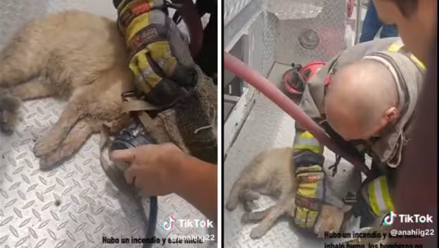En TikTok aplaudieron la labor del bombero