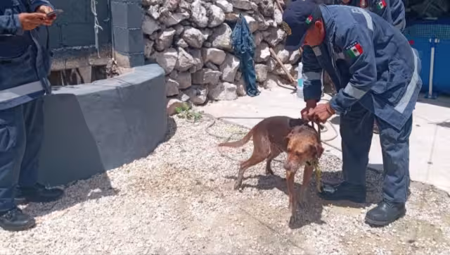 El perro fue rescatado de un pozo en Umán
