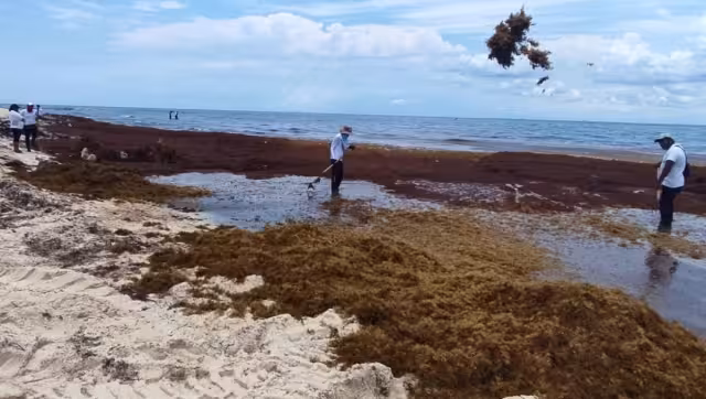 Hay tres proyectos que se están llevando a cabo para la transformación ecológica de la planta marina