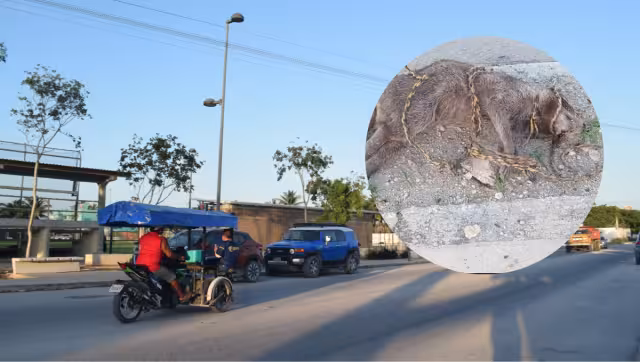 Vecinos de Chelem se muestran indignados por el maltrato animal