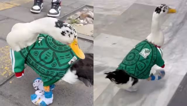 Pato Lucas es la nueva mascota que apoya a la Selección Mexicana