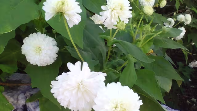 Las Teresitas se asemejan a unos pompones pequeños, pues tienen muchos pétalos que las hacen ver repolladas