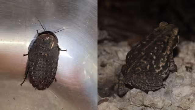 En esta época del año se pueden ver diversos insectos, algunos ponzoñosos, y anfibios