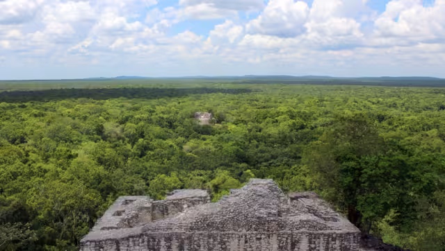 La inmensa selva tropical se invade de naturaleza, donde se escucha el sonido natural de las especies