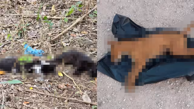 Gatos y perros son hallados con signos de envenenamiento en el fraccionamiento Benito Juárez de Tizimín