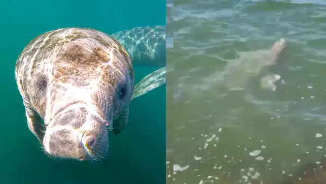 Una usuaria identificada como María Ortega captó a una manatí hembra nadando junto a su cría en las costas de Lerma, Campeche.